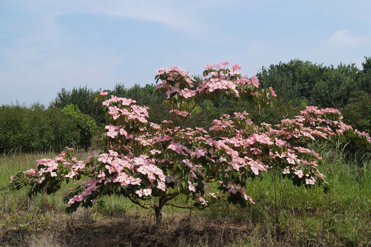 Cornus kousa 'Satomi' meerstammig / struik struik