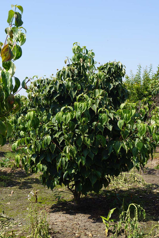 Cornus kousa 'Schmetterling' meerstammig / struik struik