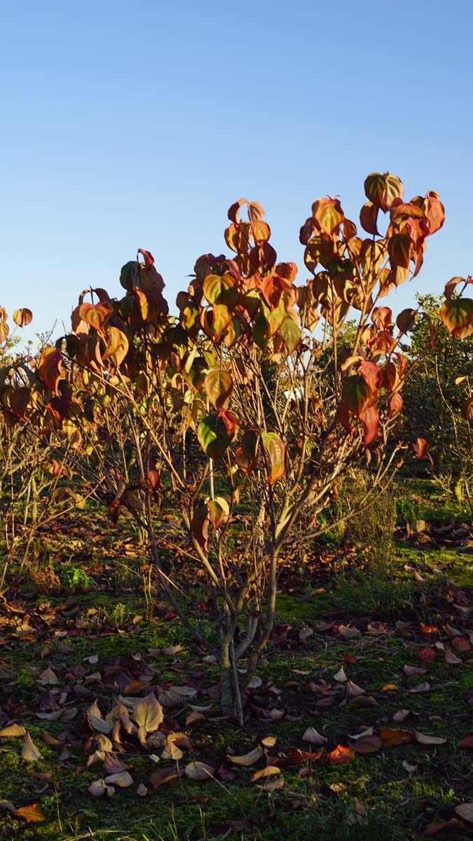 Cornus kousa 'Schmetterling' meerstammig / struik struik