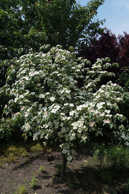 Cornus kousa 'Teutonia' meerstammig / struik struik