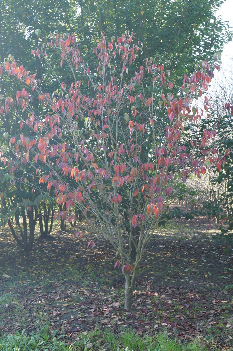 Cornus kousa 'Teutonia' meerstammig / struik struik