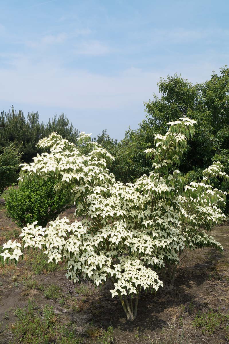 Cornus kousa 'Weisse Fontaine' meerstammig / struik struik