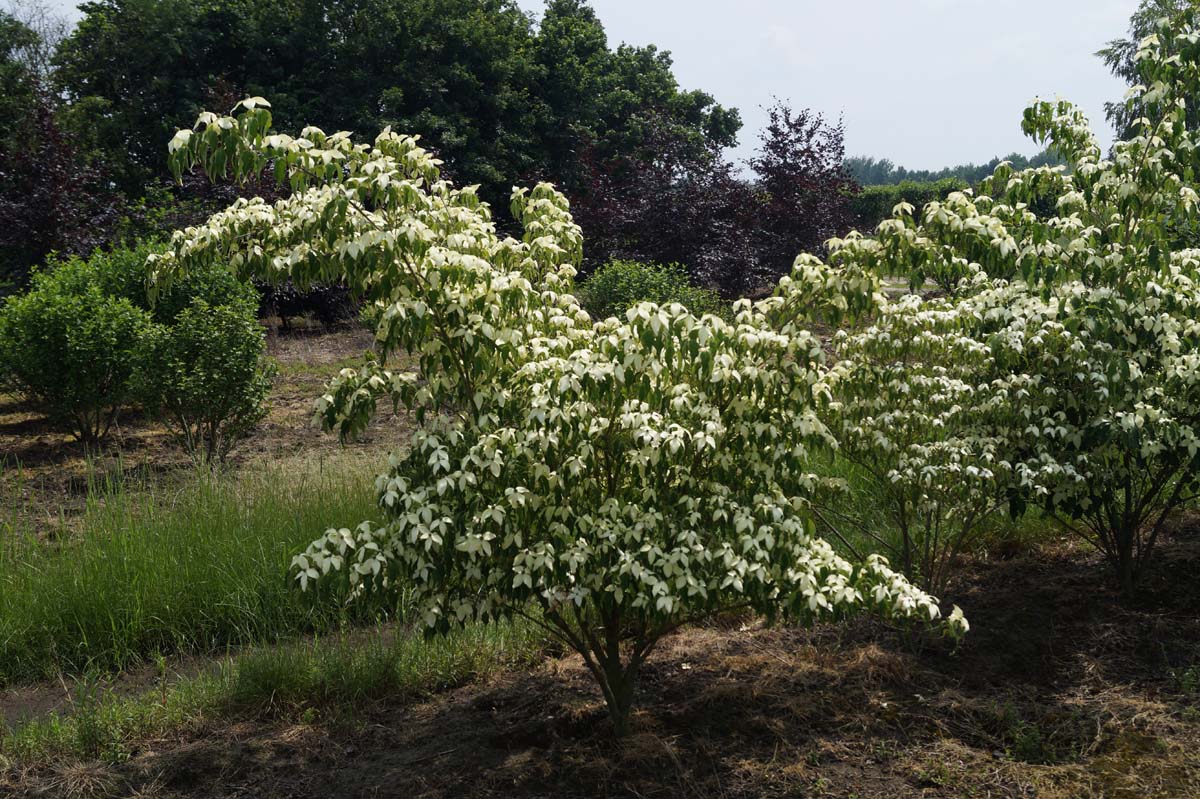 Cornus kousa 'Weisse Fontaine' meerstammig / struik struik