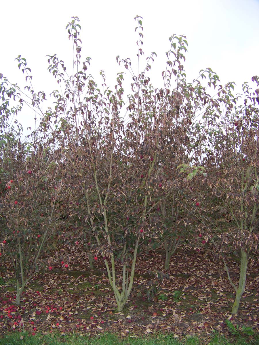 Cornus kousa 'Weisse Fontaine' meerstammig / struik struik