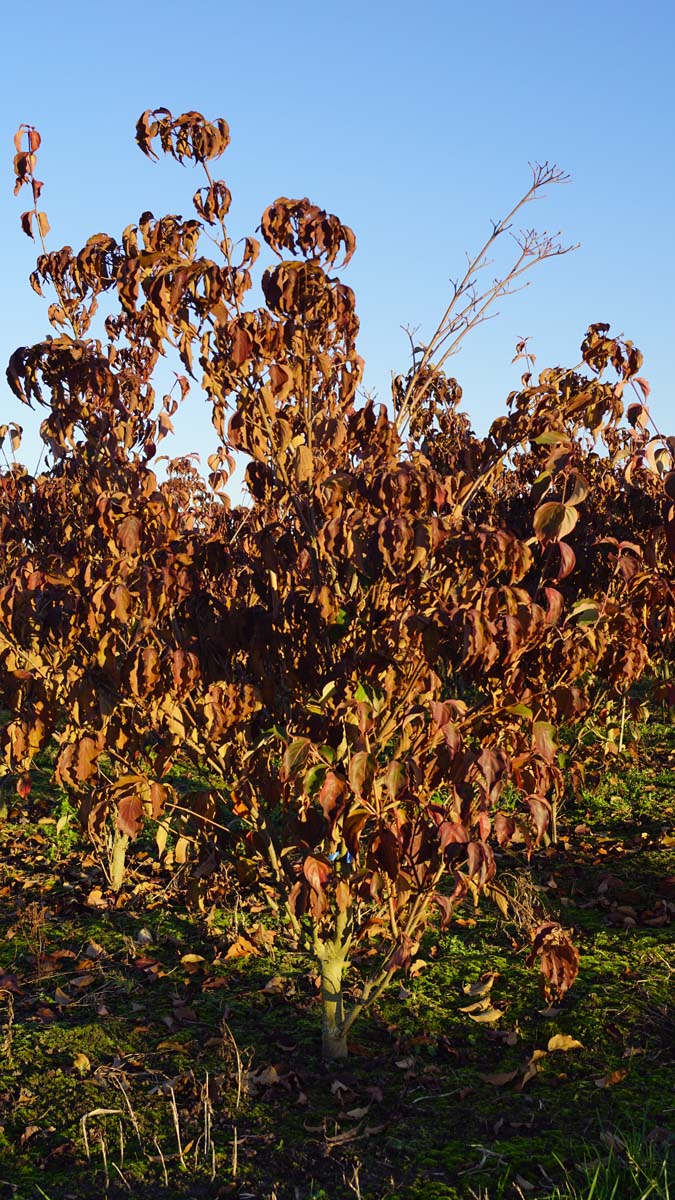 Cornus kousa 'Weisse Fontaine' meerstammig / struik struik
