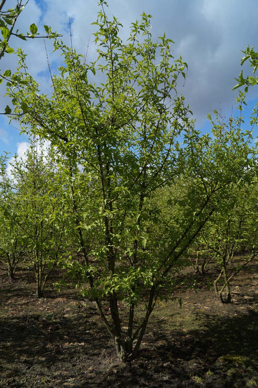 Cornus mas meerstammig / struik struik