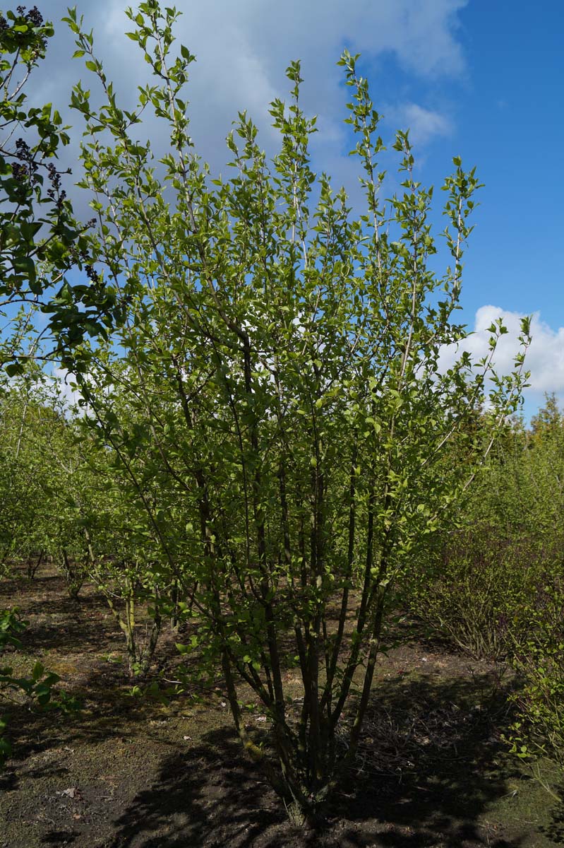 Cornus mas meerstammig / struik struik