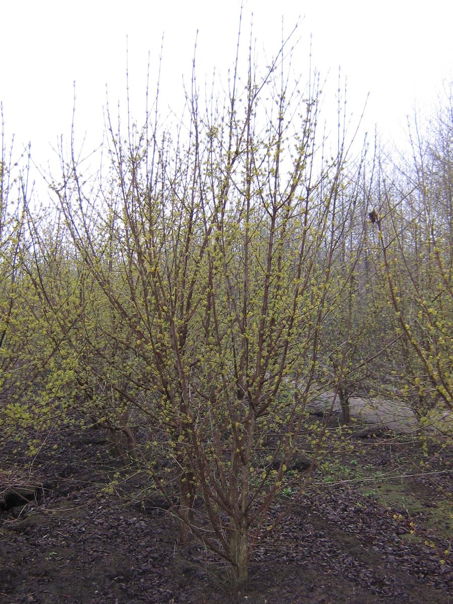 Cornus mas meerstammig / struik struik