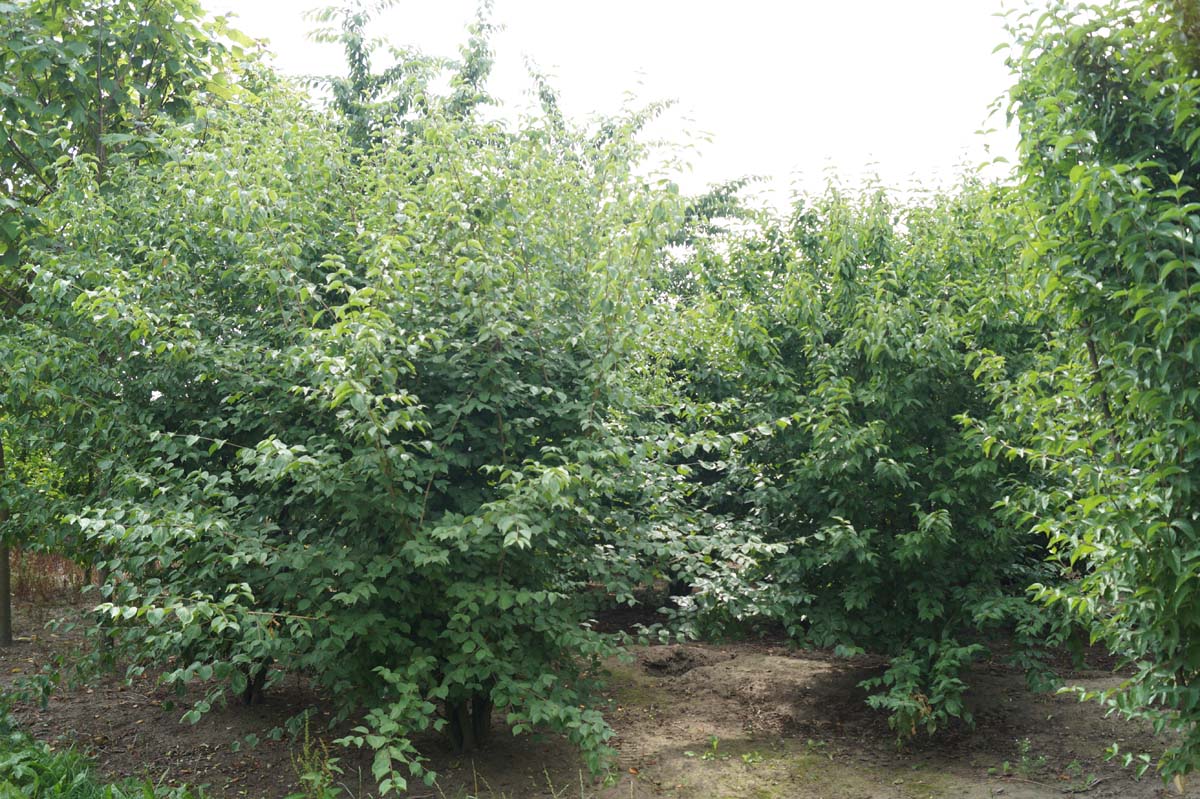 Cornus mas meerstammig / struik struik