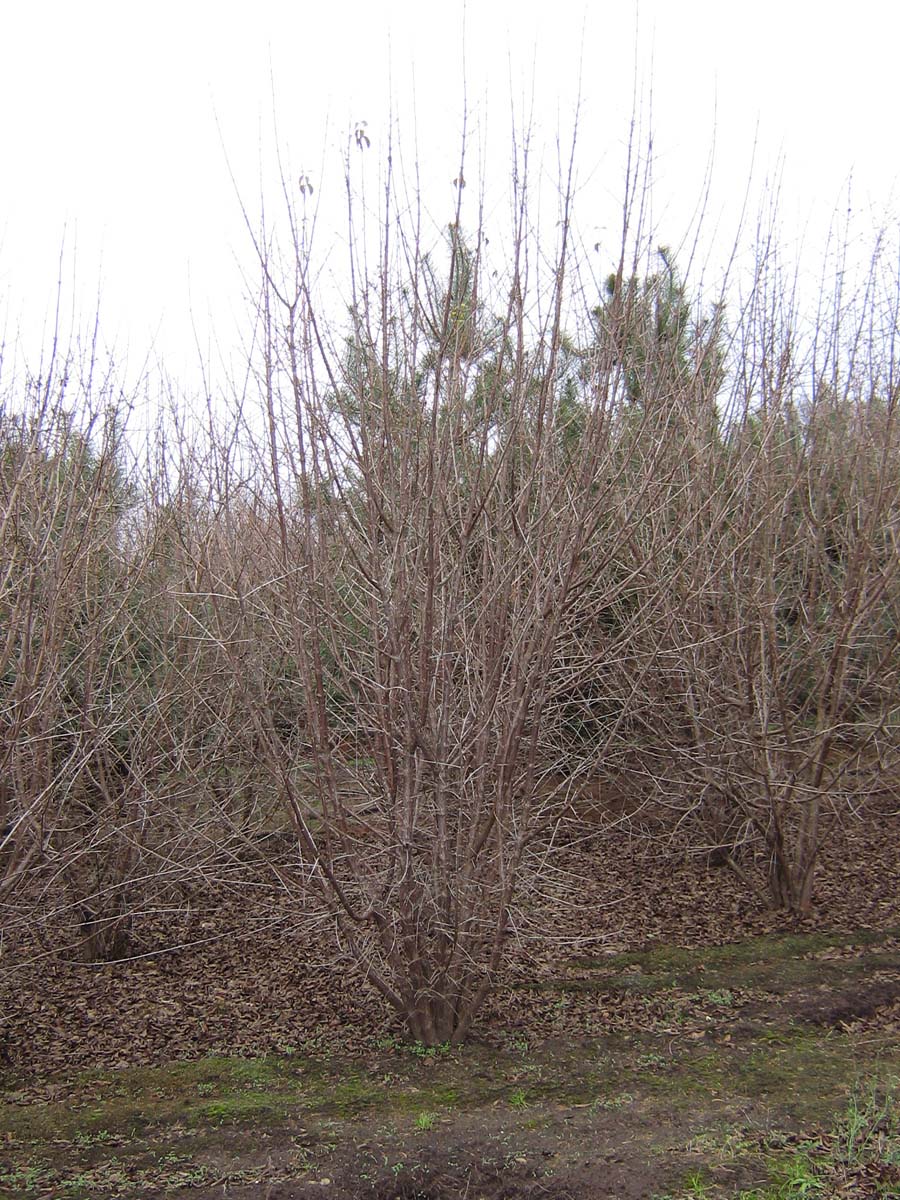 Cornus mas meerstammig / struik struik