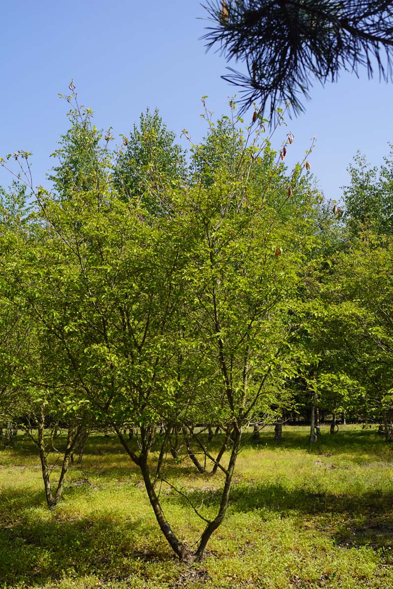 Cornus 'Norman Hadden' meerstammig / struik struik