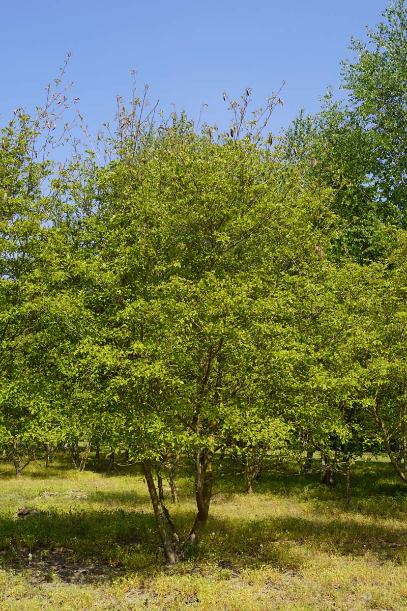 Cornus 'Norman Hadden' meerstammig / struik struik