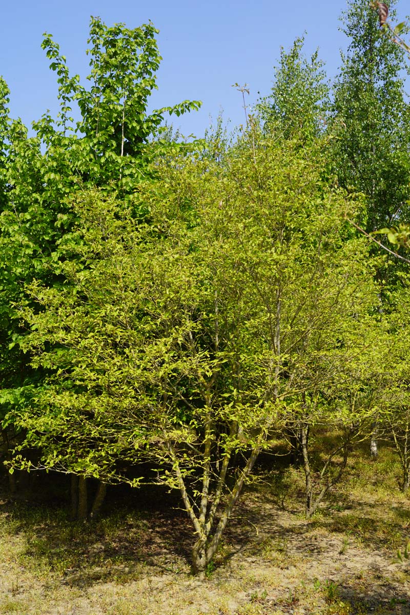 Cornus 'Norman Hadden' meerstammig / struik struik