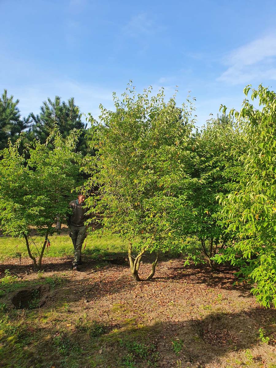 Cornus 'Norman Hadden' meerstammig / struik struik
