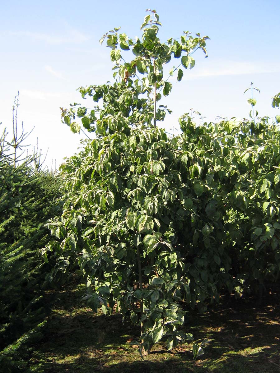 Cornus nuttallii meerstammig / struik struik