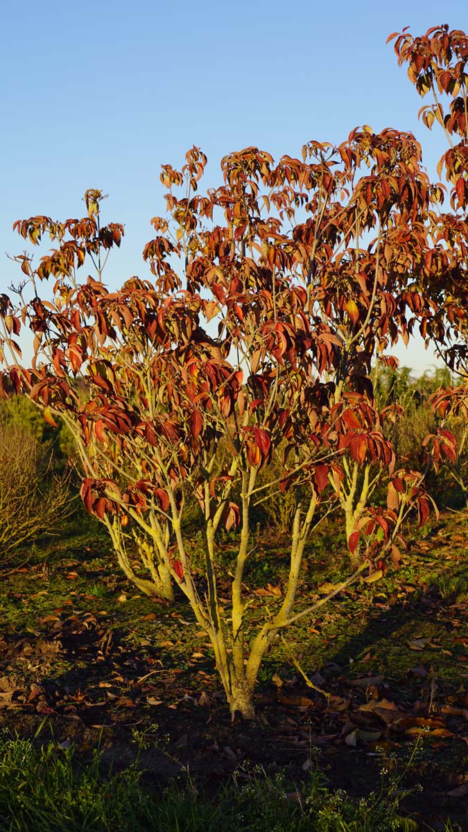 Cornus 'Rutfan' meerstammig / struik struik