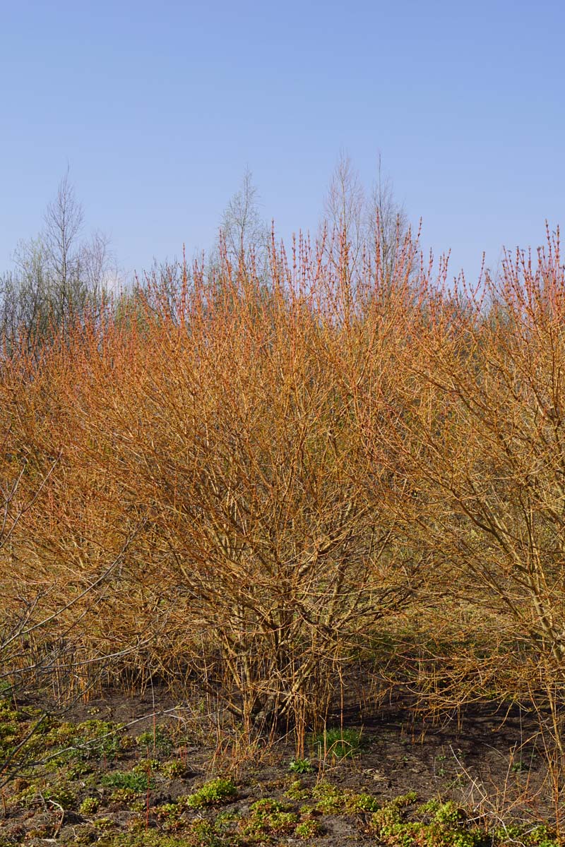 Cornus sanguinea 'Midwinter Fire' meerstammig / struik struik