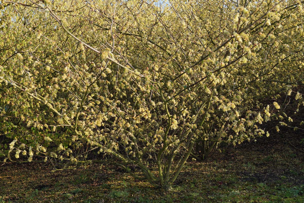 Corylopsis sinensis meerstammig / struik struik