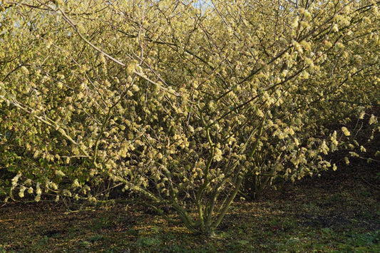 Corylopsis sinensis meerstammig / struik struik