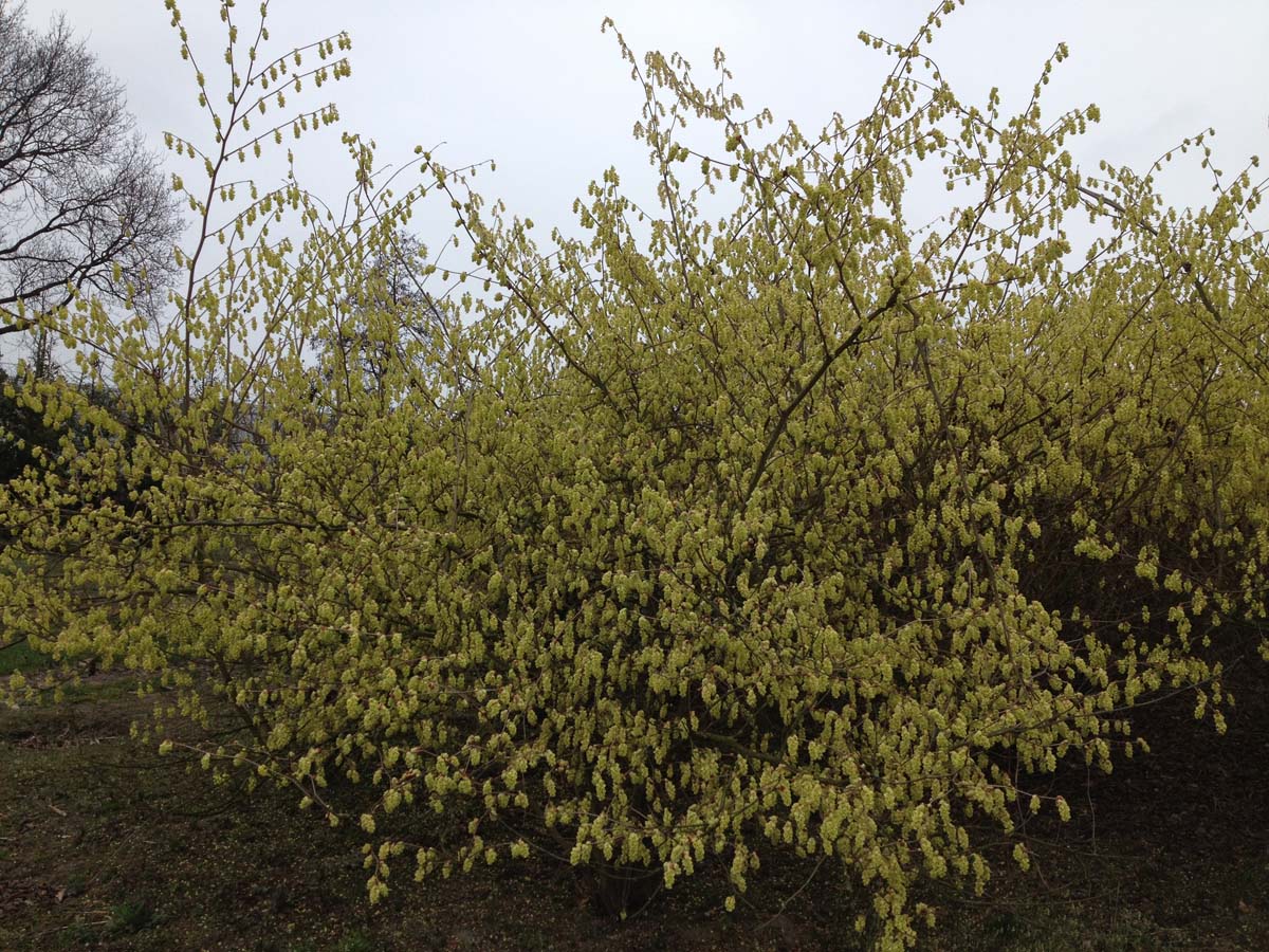 Corylopsis sinensis meerstammig / struik struik