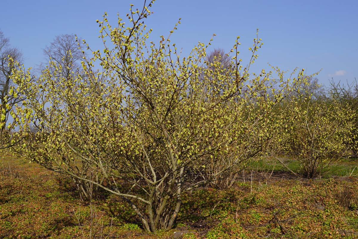 Corylopsis sinensis meerstammig / struik struik