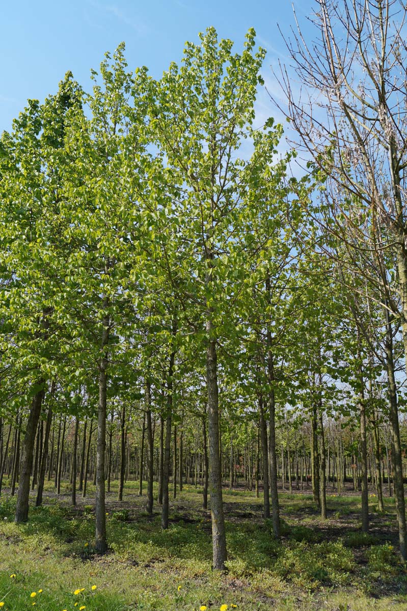 Corylus colurna op stam op stam