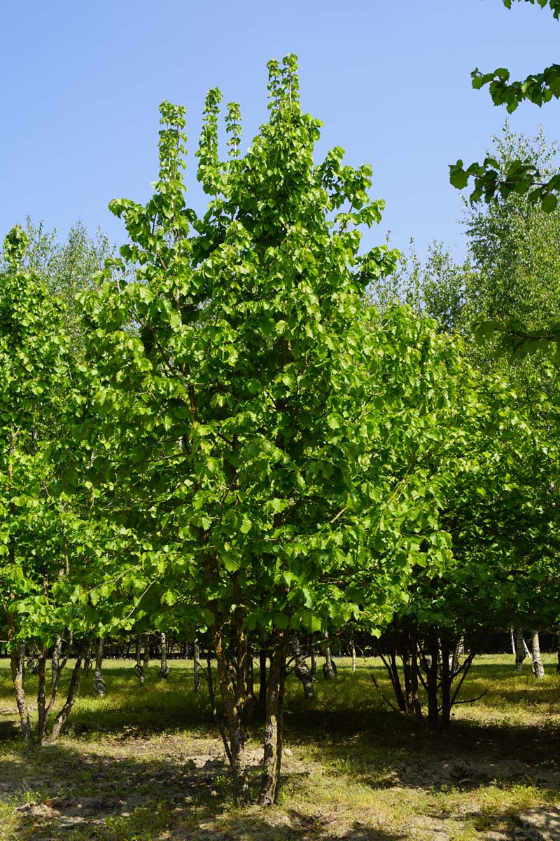 Corylus colurna meerstammig / struik meerstammig