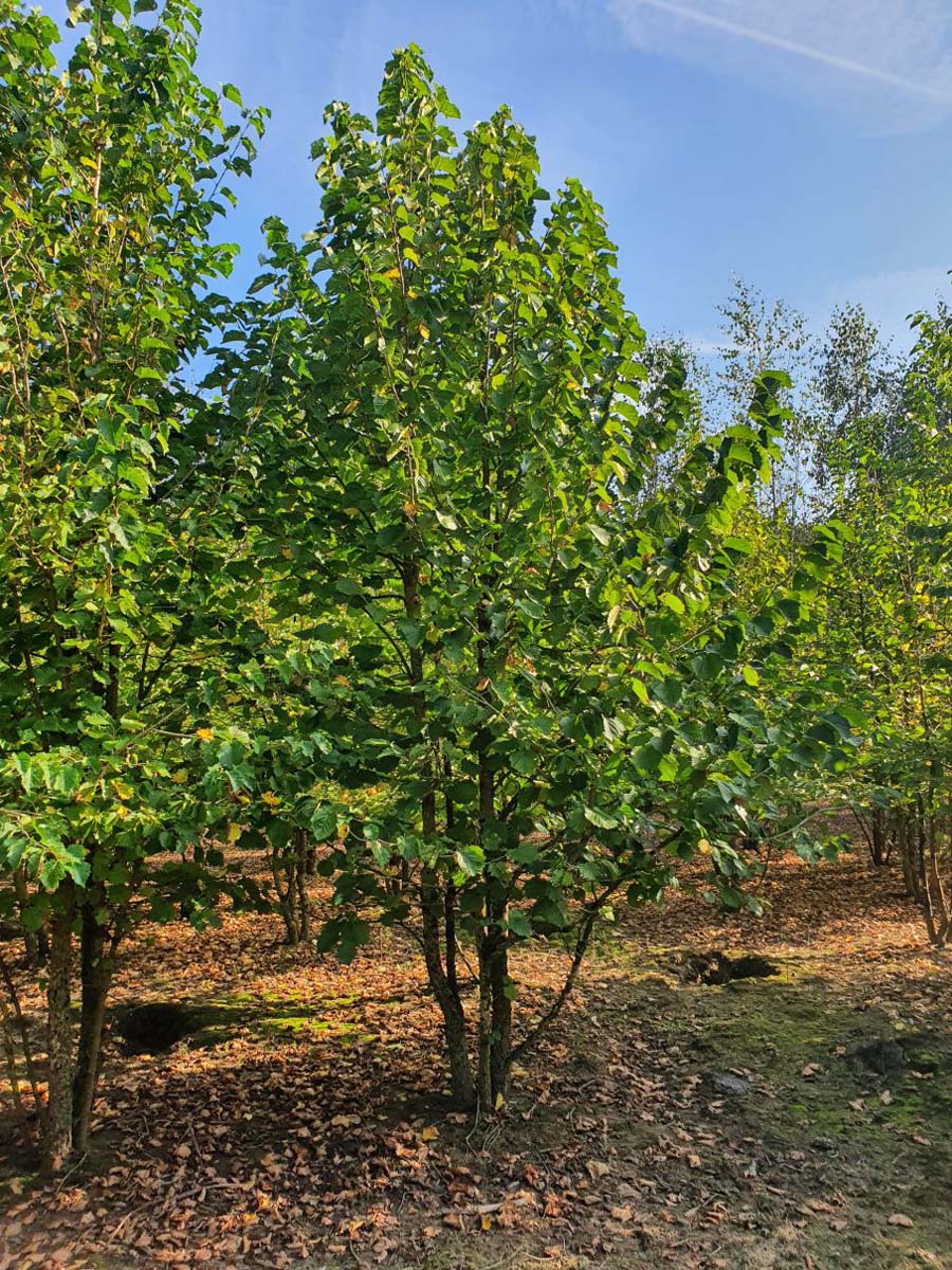 Corylus colurna meerstammig / struik meerstammig