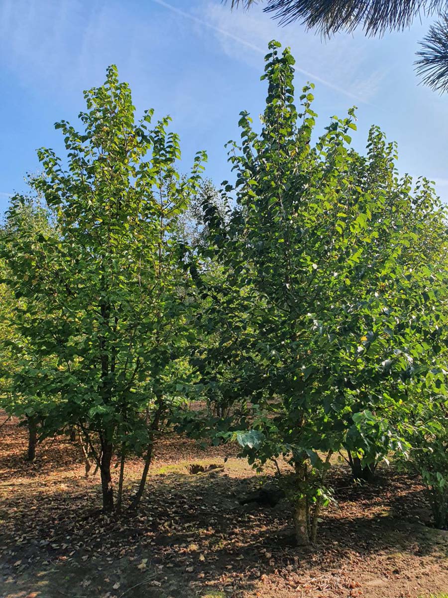 Corylus colurna meerstammig / struik meerstammig