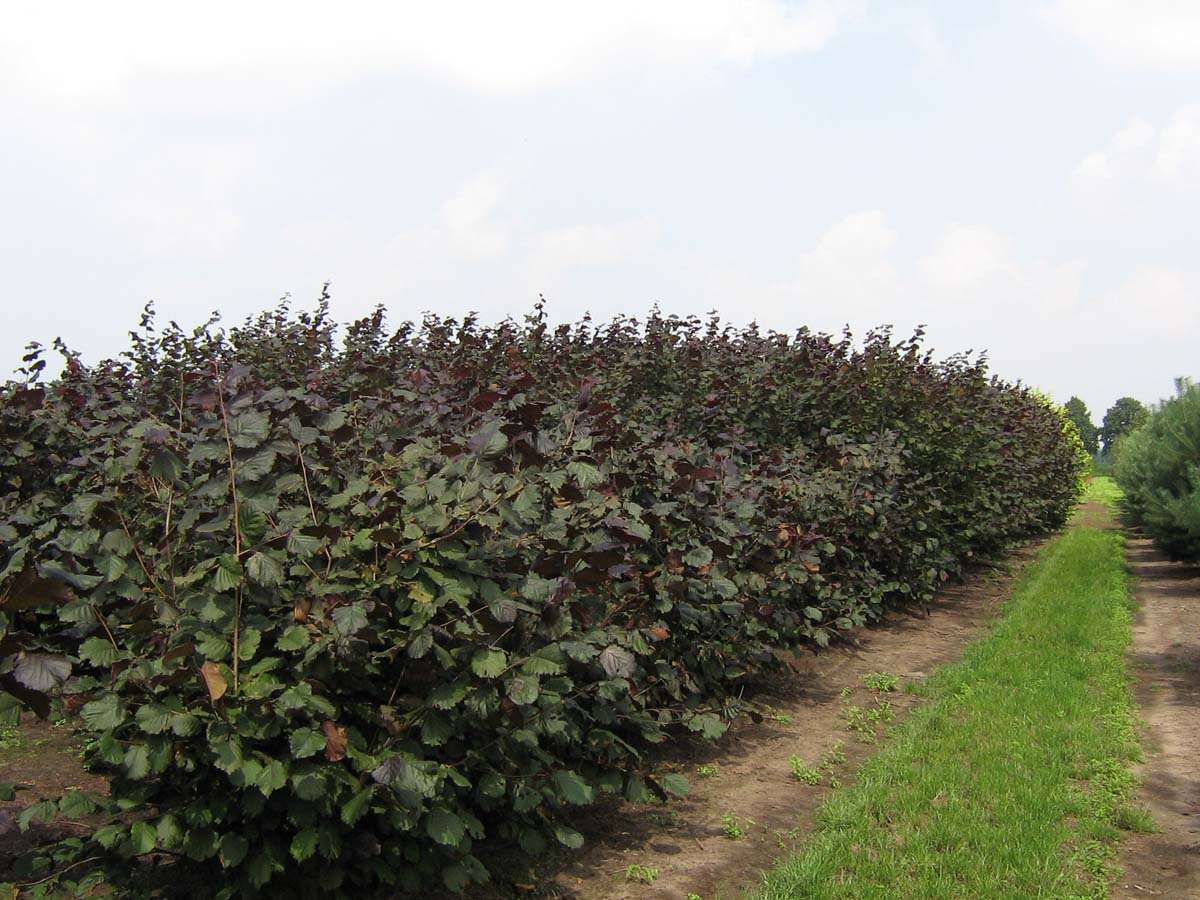 Corylus maxima 'Purpurea' meerstammig / struik struik