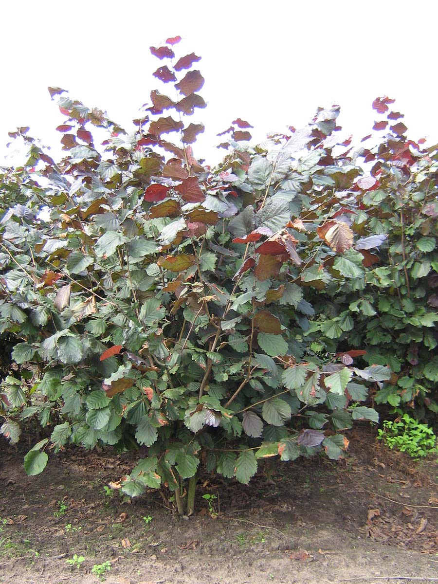 Corylus maxima 'Purpurea' meerstammig / struik struik