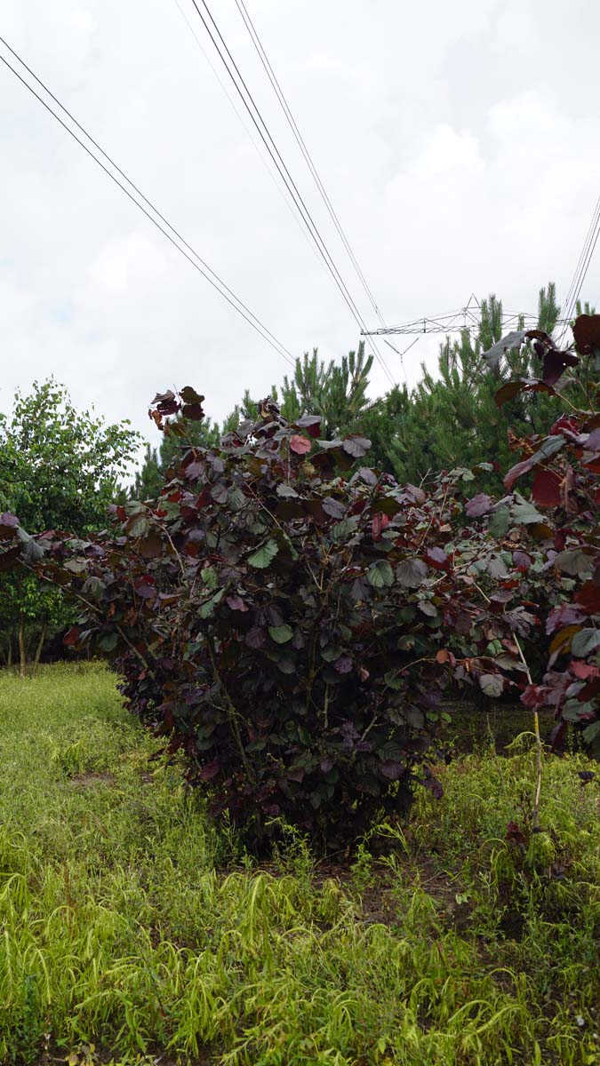 Corylus maxima 'Purpurea' meerstammig / struik struik