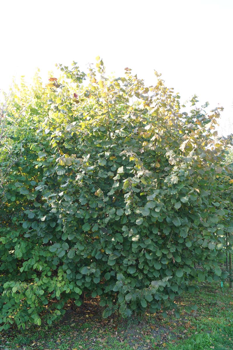 Corylus 'Rode Zellernoot' meerstammig / struik struik