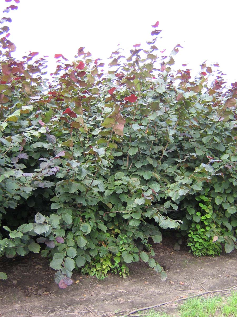 Corylus 'Rode Zellernoot' meerstammig / struik struik