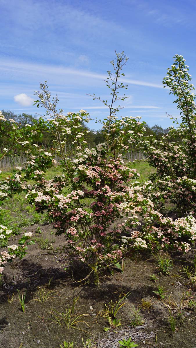 Crataegus laevigata 'Mutabilis Ravnholdt' meerstammig / struik struik