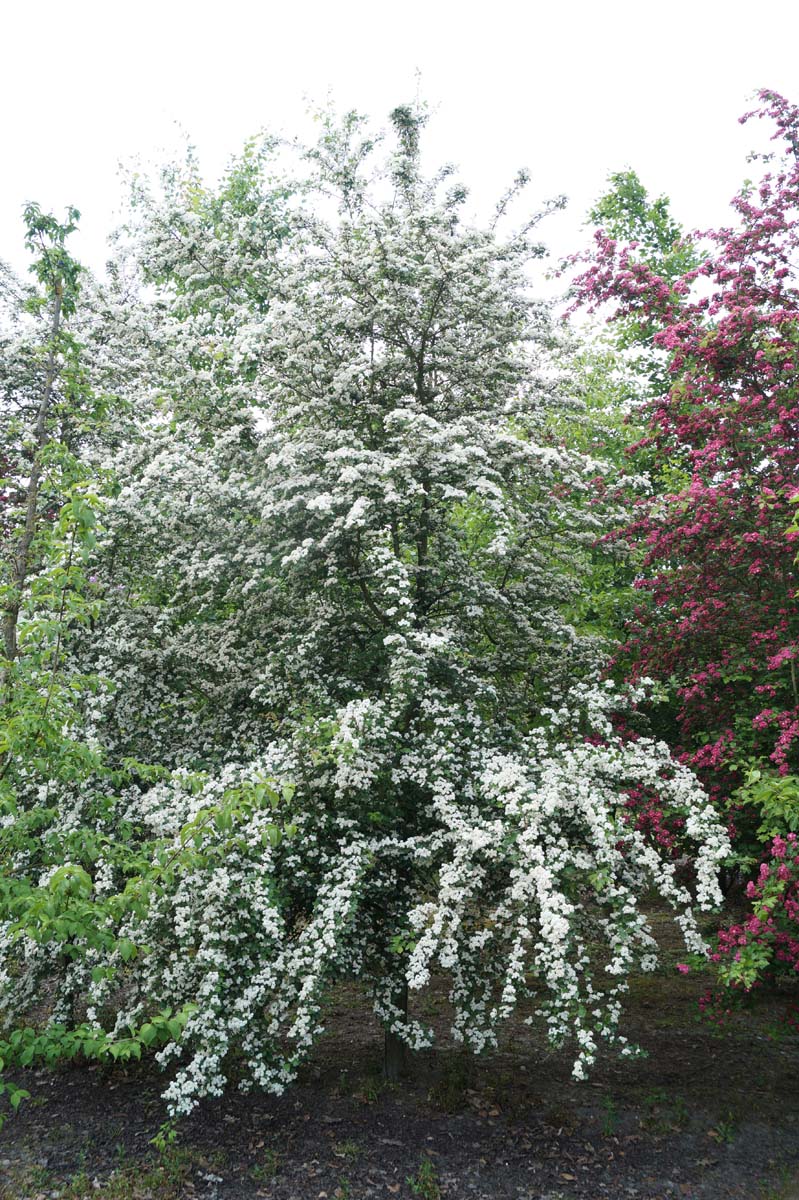 Crataegus laevigata 'Plena' meerstammig / struik meerstammig