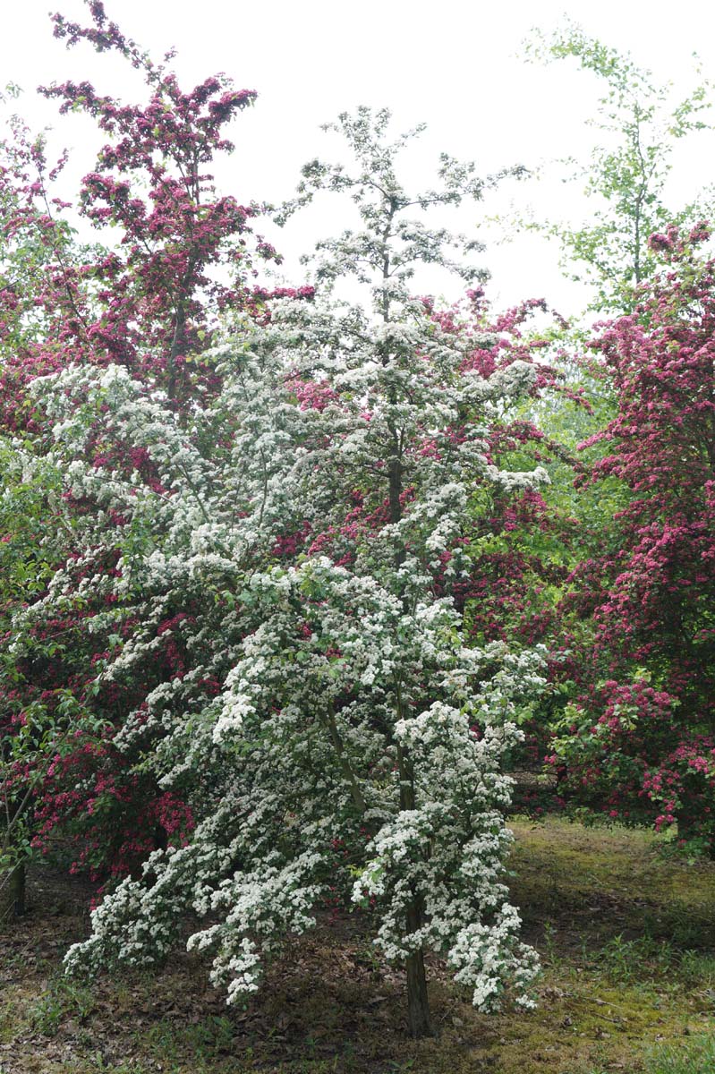 Crataegus laevigata 'Plena' meerstammig / struik meerstammig