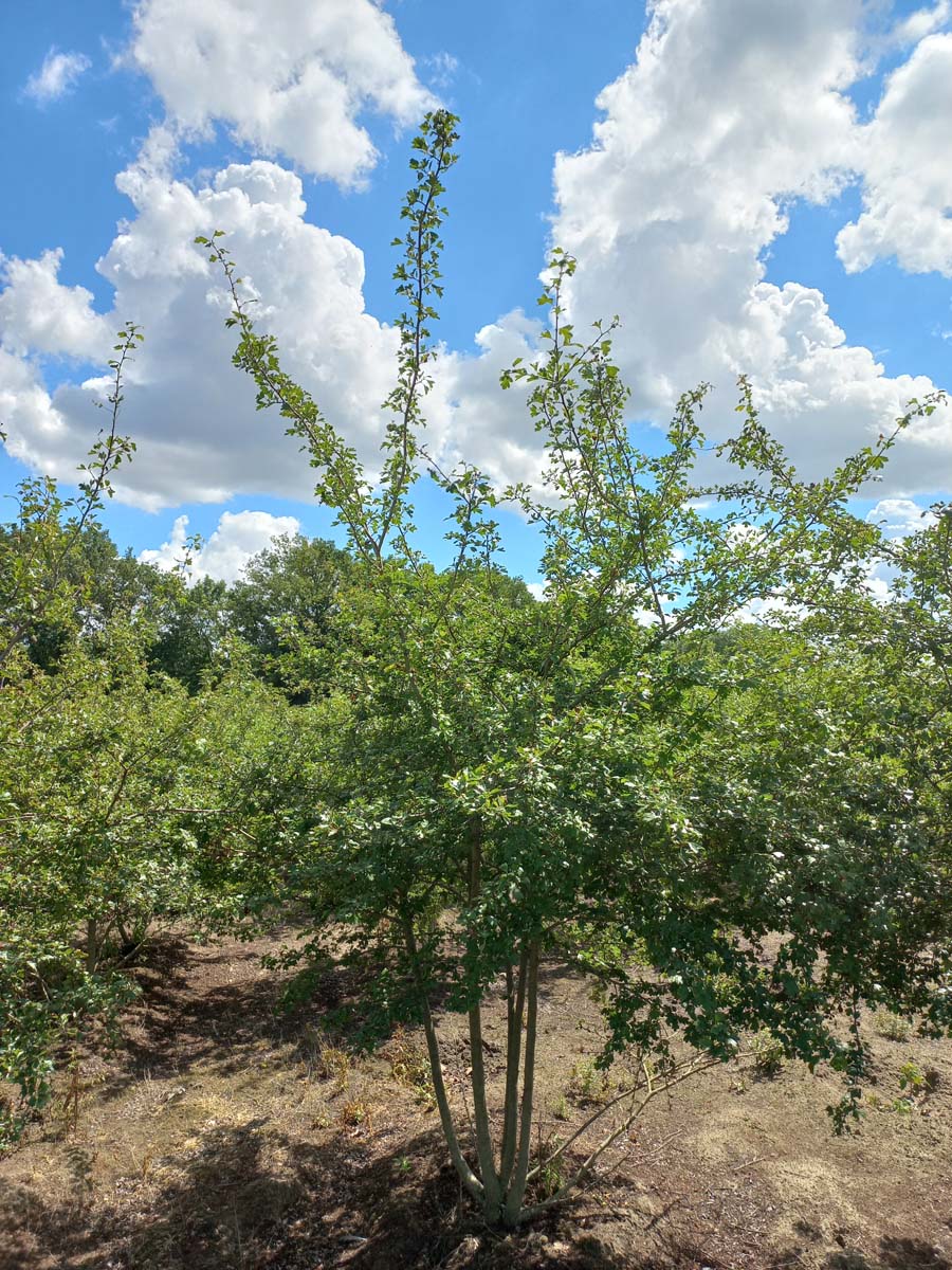 Crataegus laevigata 'Plena' meerstammig / struik meerstammig