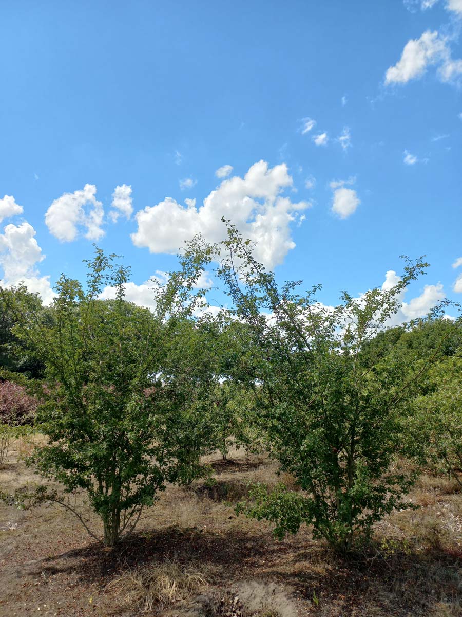 Crataegus laevigata 'Plena' meerstammig / struik meerstammig