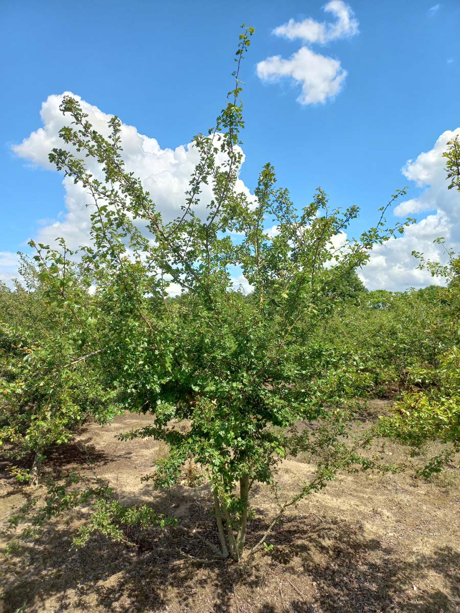Crataegus laevigata 'Plena' meerstammig / struik meerstammig