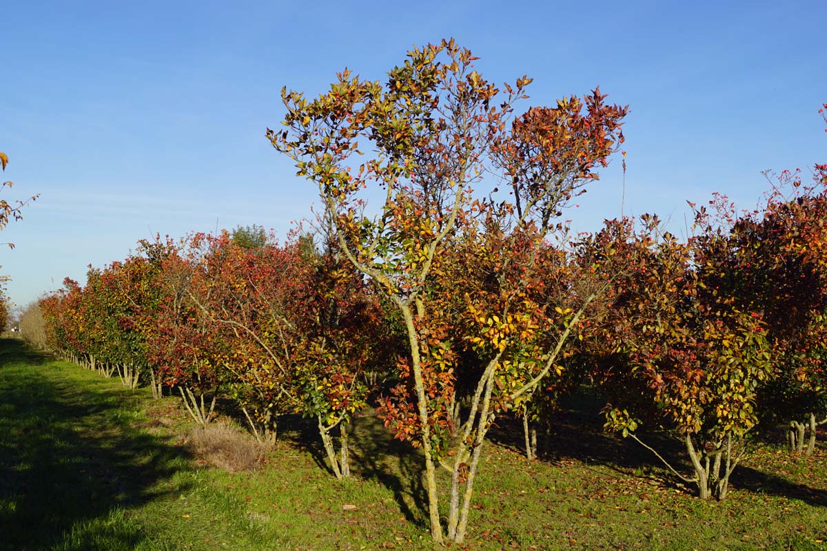 Crataegus lavalleei meerstammig / struik meerstammig