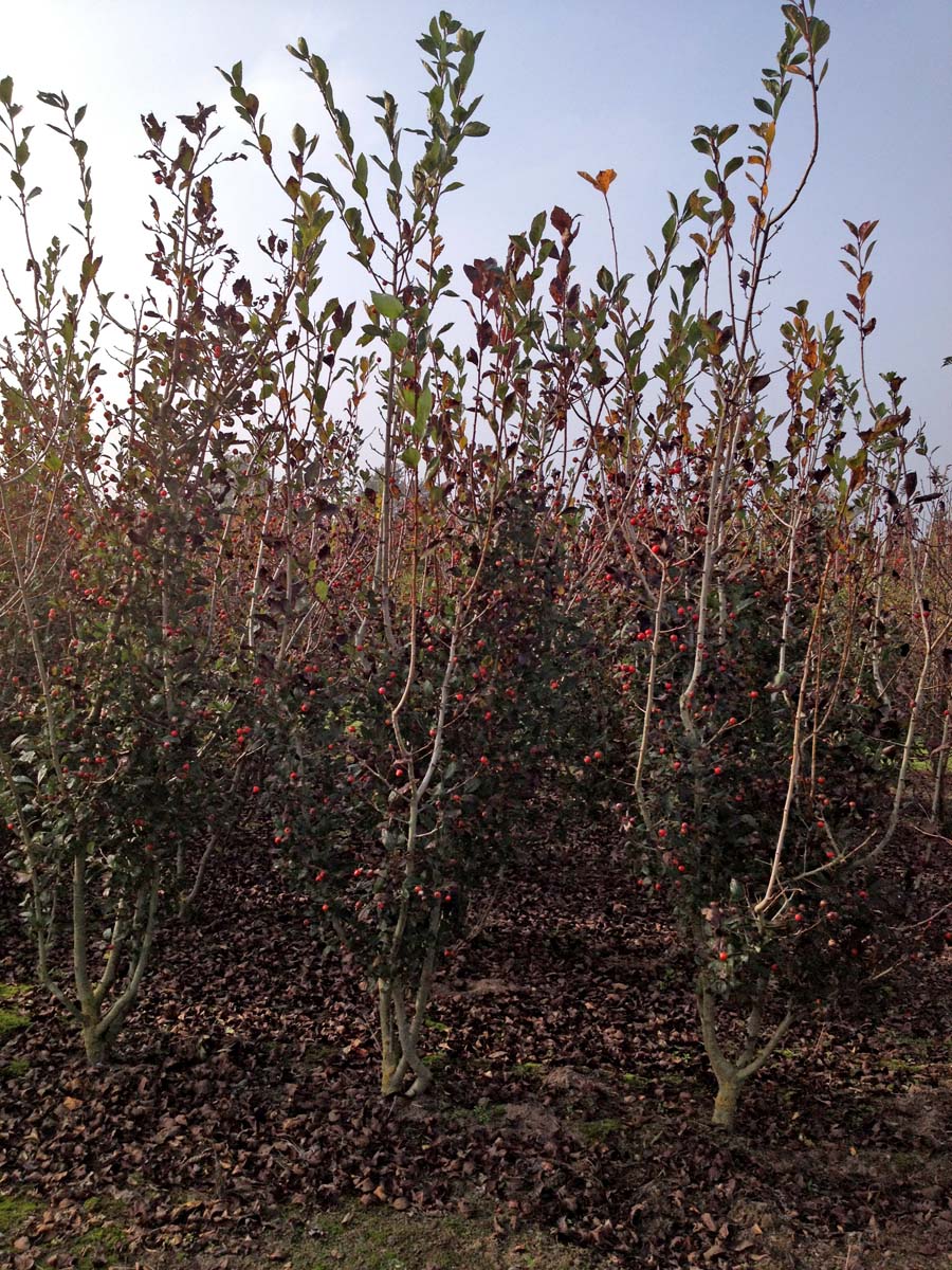 Crataegus lavalleei meerstammig / struik meerstammig