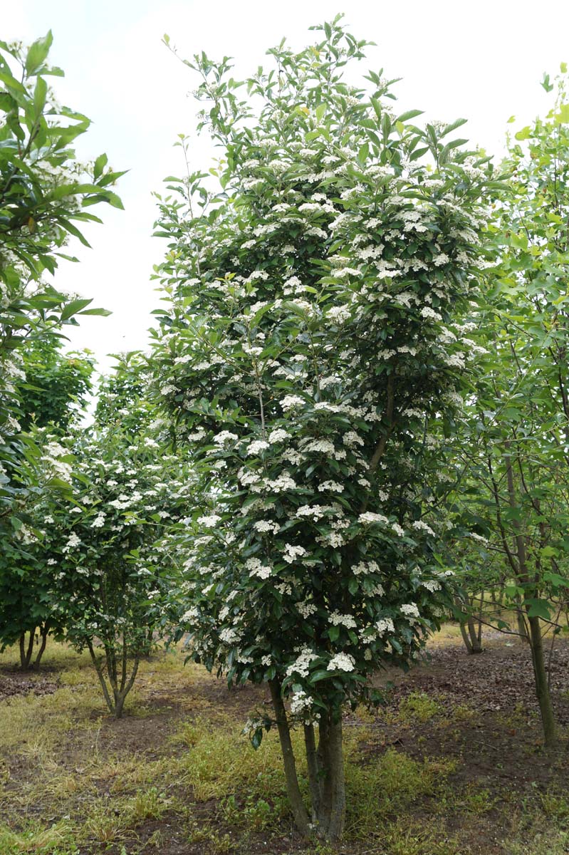 Crataegus lavalleei 'Carrierei' meerstammig / struik meerstammig