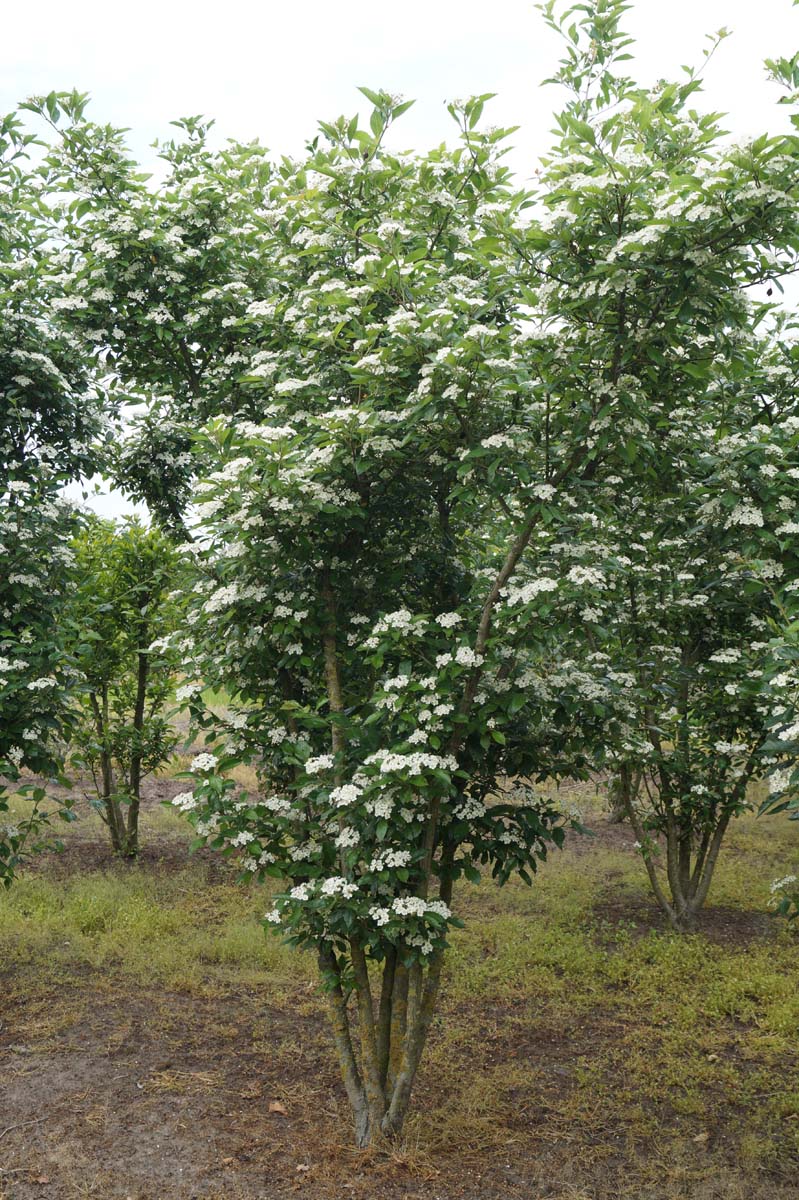 Crataegus lavalleei 'Carrierei' meerstammig / struik meerstammig