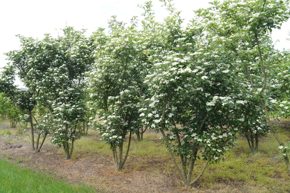 Crataegus lavalleei 'Carrierei' meerstammig / struik meerstammig