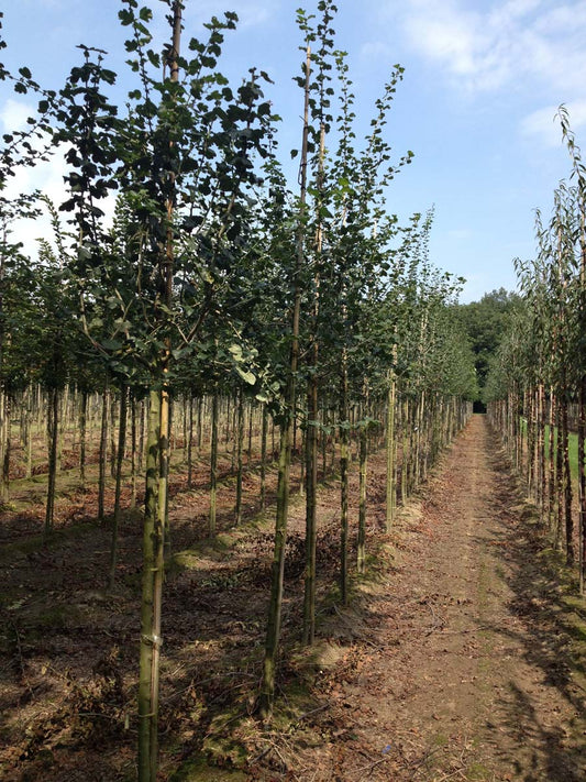 Crataegus media 'Paul's Scarlet' op stam op stam