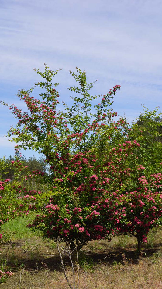 Crataegus media 'Paul's Scarlet' meerstammig / struik meerstammig