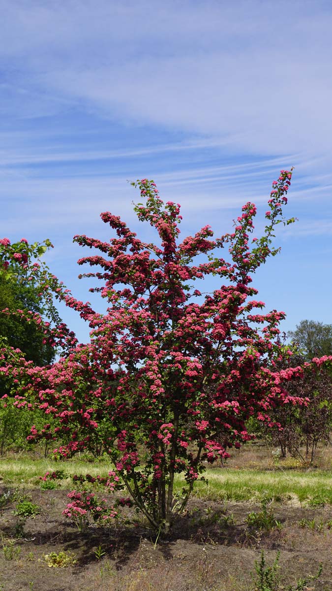 Crataegus media 'Paul's Scarlet' meerstammig / struik meerstammig
