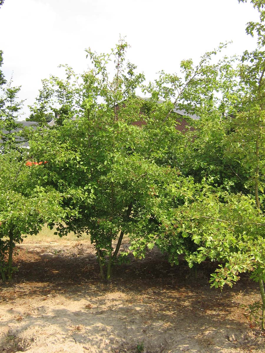 Crataegus media 'Paul's Scarlet' meerstammig / struik meerstammig