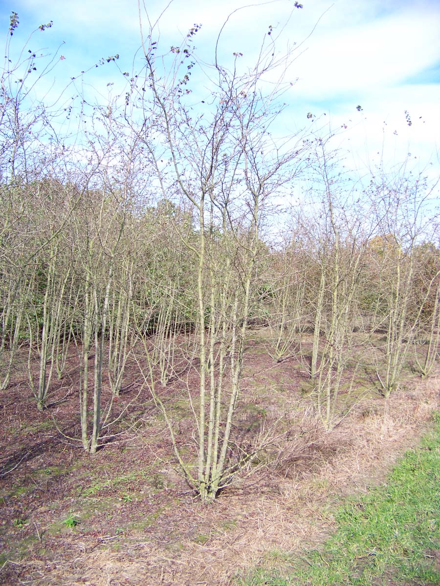 Crataegus media 'Paul's Scarlet' meerstammig / struik meerstammig